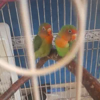 طوطی برزیلی