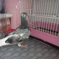 کفتر ماده