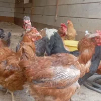 مرغ|حیوانات مزرعه|اراک, |دیوار
