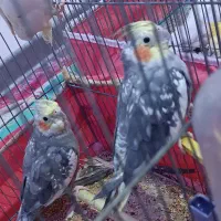 عروس هلندی بالغ