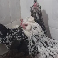 گلین لری تخم‌گذار و جوجه + مرغ رسمی و بوقلمون