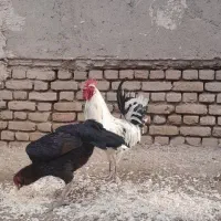 خروس گلین اردک