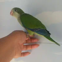 طوطی راهب سرلاکی