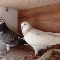 کبوتر|پرنده|شاهرود, |دیوار