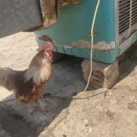 خروس جوان و زیبا