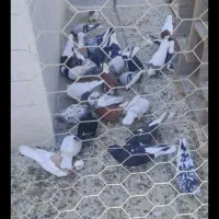 کفتر آس دانه ای ۸۰۰