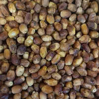 خرمای زاهدی