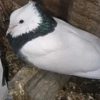 جفت طوقی با جوجه