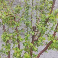 آبیاری درختان باغ رو به ما بسپارید