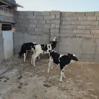 ۳ عدد گوساله نر