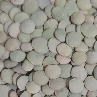 عدس تازه