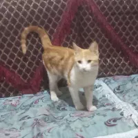 گربه خانگی خوب