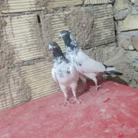 غاز‌کبوتر‌پاکستانی‌کله‌سیاه|پرنده|اردکان, |دیوار