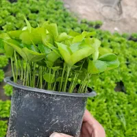 سبزه بهار نارنج گلدان ۱۲ ژله ای