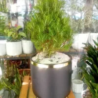 کاج بنسای کونیکا