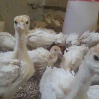 بوقلمون بی یوتی ۶