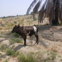 گاو نر|حیوانات مزرعه|بندرعباس, |دیوار