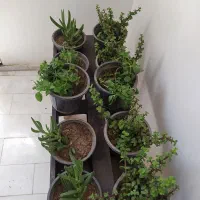 10 عدد گلدان