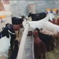 بز کهر دار