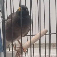 مرغ مینا