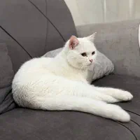 گربه اسکاتیش