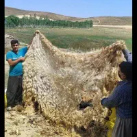 پشم فروشی امیر نقی زاده