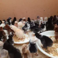 جوجه سلطان ۵ روزه