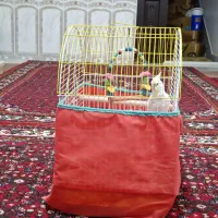 عروس هلندی آلبینو رام و دستی