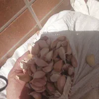 سیر|عمده‌فروشی|کرمان, |دیوار
