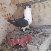 ساده کاکلی
