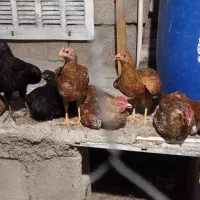 جوجه خروس