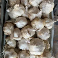 سیر همدان