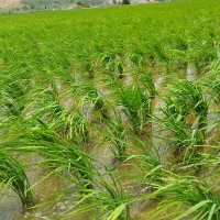 بذربرنج صدری درجه یک
