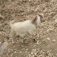 ۱۰ عدد بز ابستن