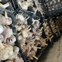 سیر فروشی درجه یک