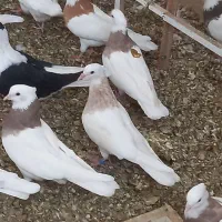 پرنده طوقی
