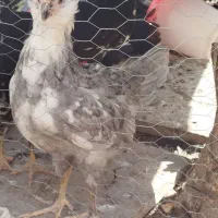 جوجه گلین