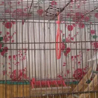 پرنده سرای ققنوس
