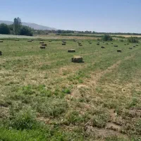 یونجه|خدمات باغبانی و درختکاری|نهاوند, |دیوار