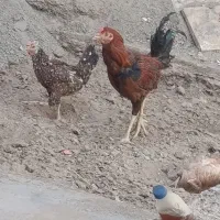 خروس لاری همراه با مرغ تخمی