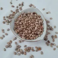 لوبیا چیتی محلی