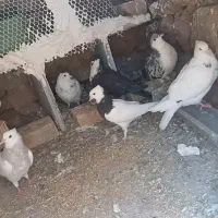 کفتر طوقی کرواتی ساده  مفت
