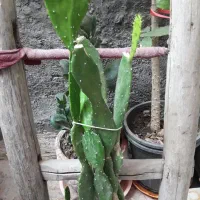 گل کاکتوس چندساله وبدون خرج وهمه باهم ۶۰۰ هزار