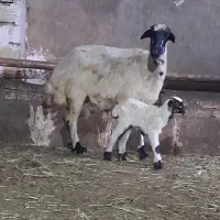 میش وبره