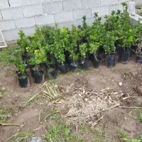 فروش گل|گل و گیاه طبیعی|خشکبیجار, |دیوار