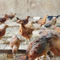 جوجه|حیوانات مزرعه|مشهد, تبادکان|دیوار