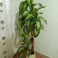 گل طبیعی دیفن باخیا