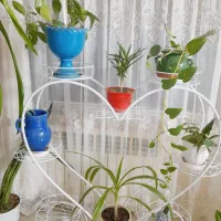 حراج گلهای زیبای آپارتمانی