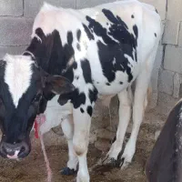 گاو