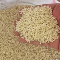 برنج عنبربو (برند هادی)